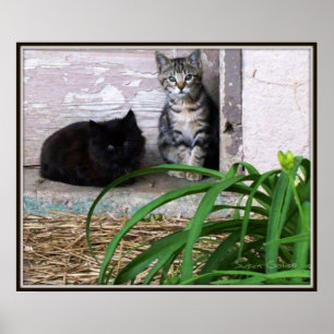 Affiche de Chatons Sauvages