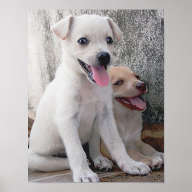 Affiche de chiot blanc mignon (Devant)