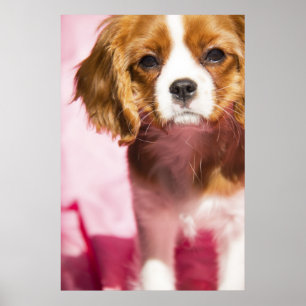 Affiche de chiot femelle King Charles Spaniel