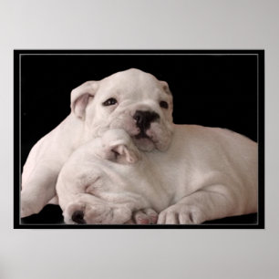 Affiche de chiots de bouledogue