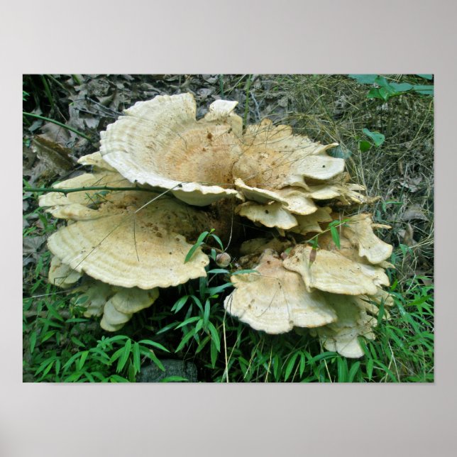 Affiche de coordination des éléments de champignon (Devant)