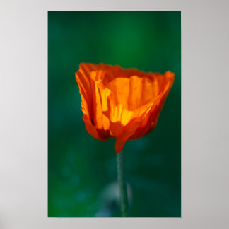 Affiche de coquelicot rouge