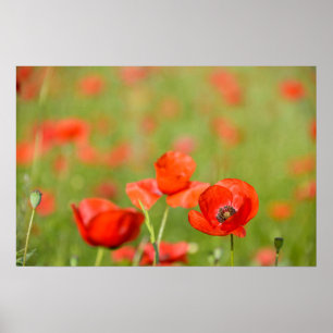 Affiche de coquelicots dans un champ de coquelicot