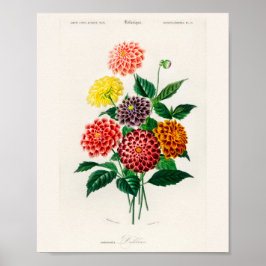 Affiche de dahlia rouge botanique vintage