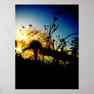 Affiche de Dandelion