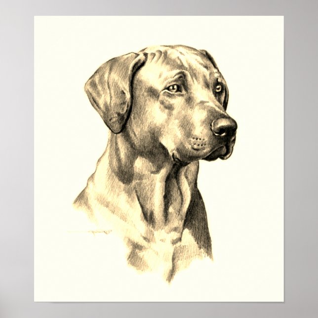 Affiche de dessin de Rhodesian Ridgeback (Devant)