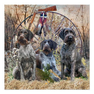 Affiche de Deutsch Drahthaar