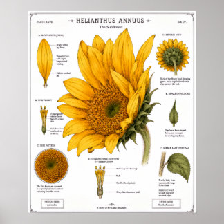 Affiche de diagramme d'anatomie florale | Floral v