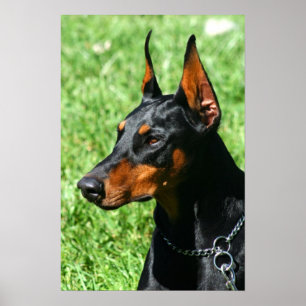 Affiche de dobermann