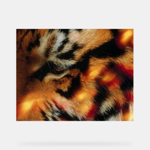 Affiche de faune à proximité de l'œil de tigre dor