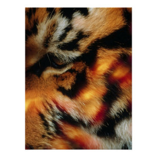 Affiche de faune en gros plan de l'Œil de Tigre Do