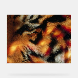 Affiche de faune en gros plan d'Œil de tigre doré