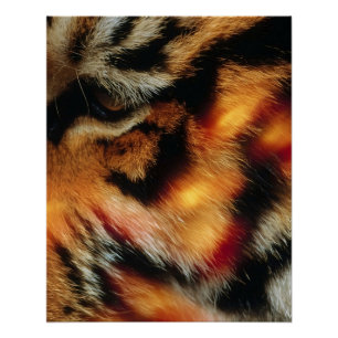 Affiche de faune en gros plan sur l'œil de tigre d