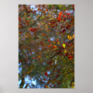 Affiche de feuilles colorées