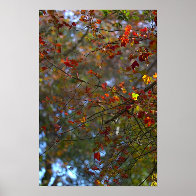 Affiche de feuilles colorées (Devant)