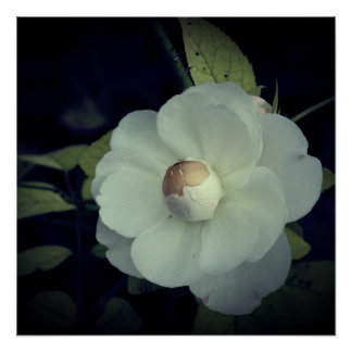 Affiche de Fleur Blanche en Fleur