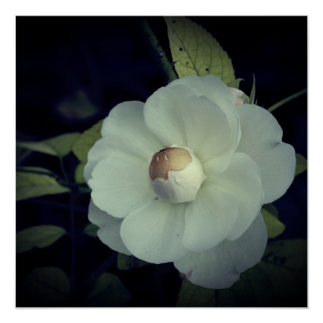 Affiche de Fleur Blanche en Fleur (Devant)