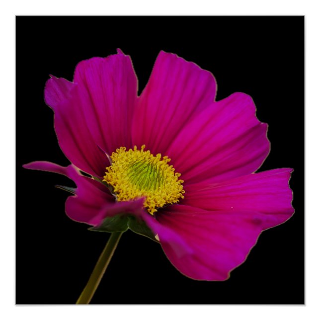 Affiche de fleur de Cosmos (Devant)