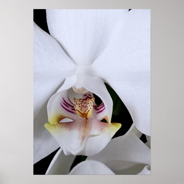Affiche de fleur d'orchidée blanche (Devant)