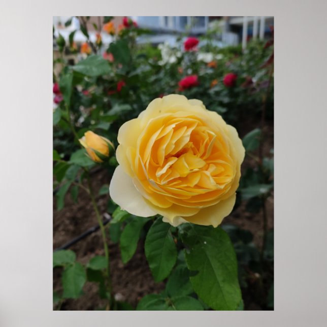 Affiche de fleurs de rose jaune (Devant)