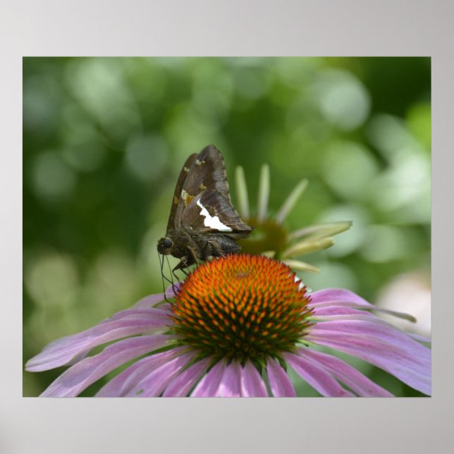 AFFICHE DE FONDU (Devant)