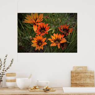 Affiche de gazanias orange et noir