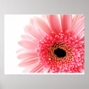 Affiche de Gerbera Daisy