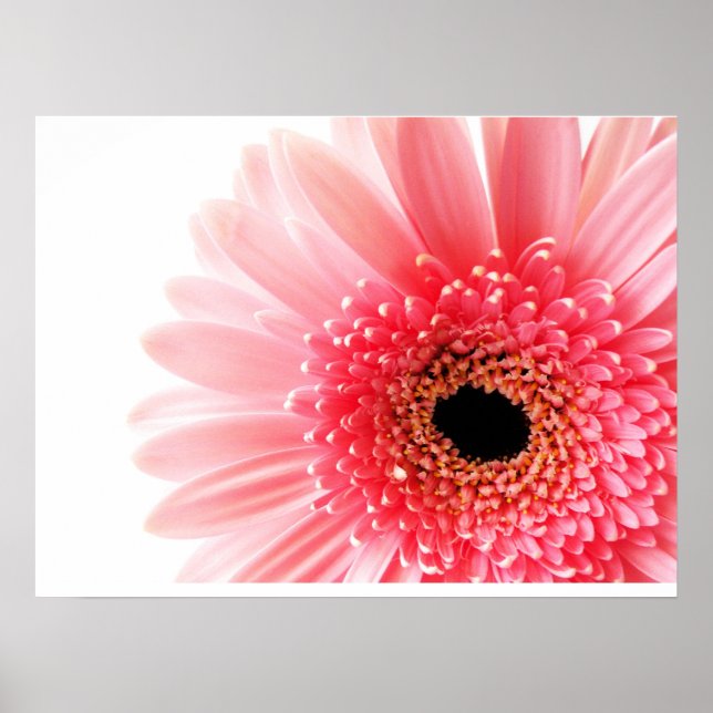 Affiche de Gerbera Daisy (Devant)