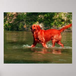 Affiche de Golden Retriever rouge courant dans l'e