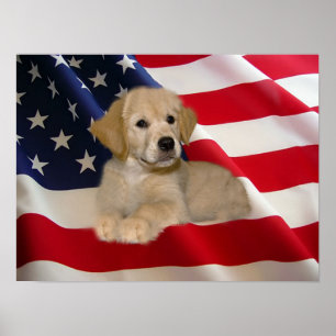 Affiche de golden retriever tout le chiot