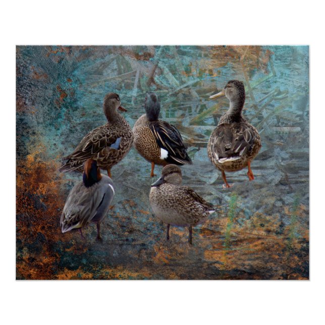 affiche de groupe de canards (Devant)