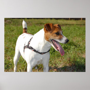 Affiche de Jack Russell Terrier