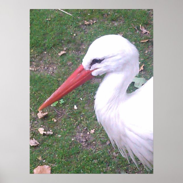 Affiche de la cigogne (Devant)