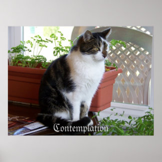 affiche de la contemplation du chat