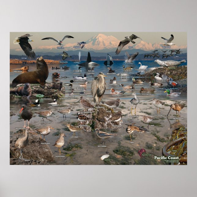 Affiche de la côte du Pacifique (Devant)