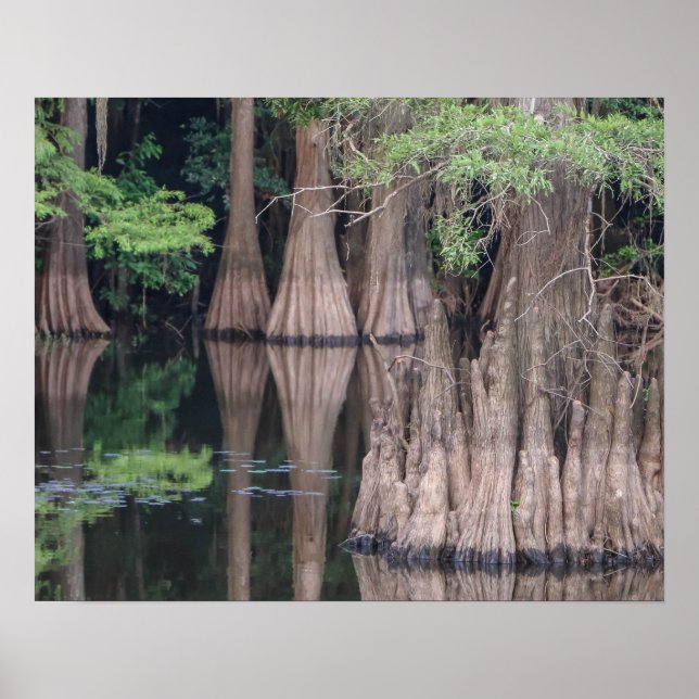 affiche de la forêt de Cypress Tree (Devant)