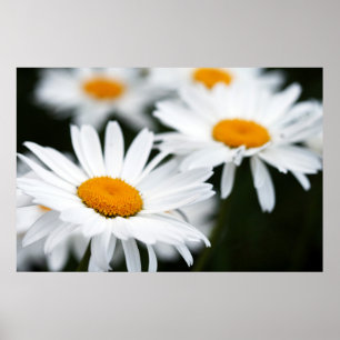 Affiche de la marguerite d'été