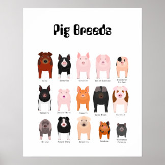 affiche de la race de porc