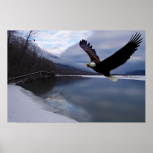 Affiche de la réserve d'aigles Chilkat