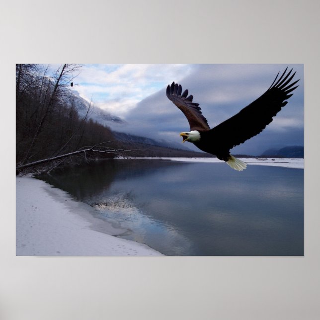 Affiche de la réserve d'aigles Chilkat (Devant)