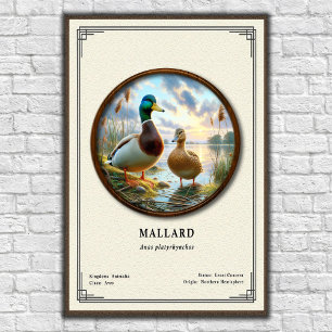 Affiche de la série de zoologie sur le colvert