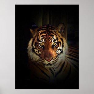 Affiche de la sous-espèce de tigre de Sumatra