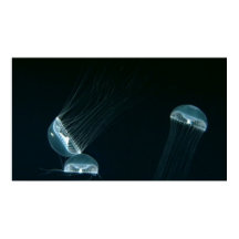 Affiche de la Wildlife 133