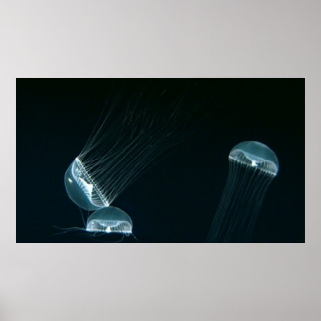 Affiche de la Wildlife 133 (Devant)