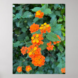 Affiche de Lantana