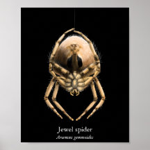 Affiche de l'araignée joyau (semi-brillant)