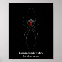 Affiche de l'araignée veuve noire (semi-brillant)