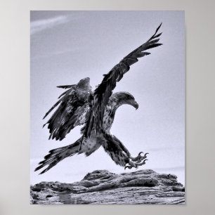 Affiche de l'atterrissage d'un aigle à tête blanch