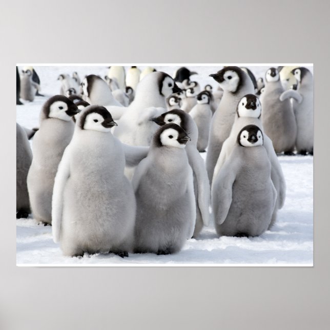 Affiche de l'empereur Penguin Chicks (Devant)