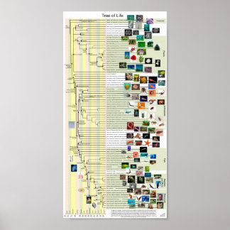 Affiche de l'évolution de l'arbre de vie
